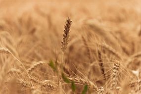 ripening wheat in the field