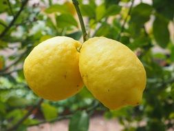 bright yellow lemons close-up on blurred background