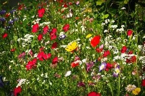 spring meadow with wild flowers