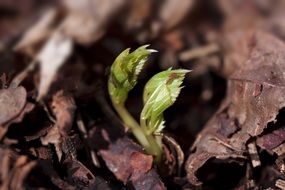 seedling in the forest