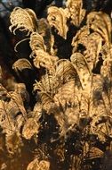 plant with dry foliage in the sunlight