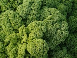 green kale leaf