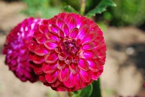 two lush garden flowers