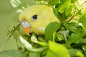 parrot eats grass