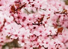 Pink cherry blossom bloom tree branches