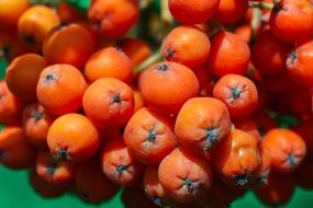Rowan Beries close up