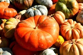 variety of pumpkins on the farm