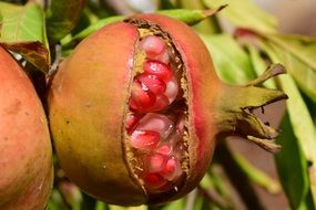 bursting pomegranate on green leaves