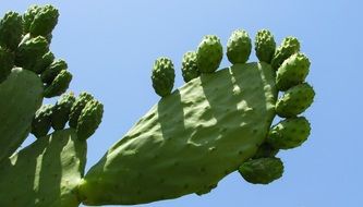 prickly pear in Cyprus
