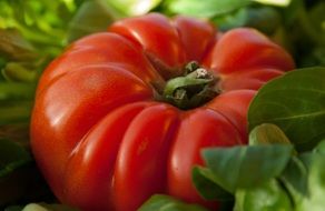 big red tomato like a heart