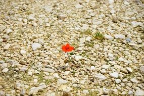 red poppy among small stones