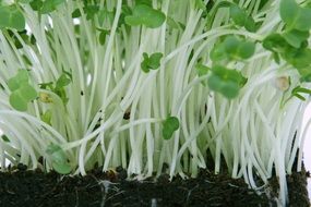 young cress salad