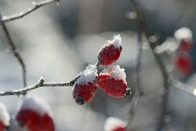 frosted Rose Hip fruits on twigs