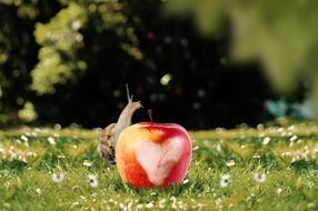 Colorful shiny apple and snail on a green field with beautiful and colorful flowers