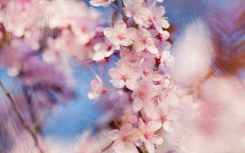 pink bloom in blurry background