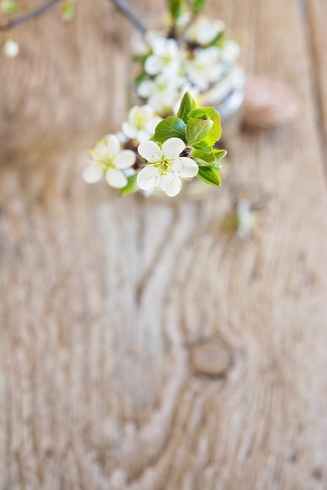 cherry blossoms on a background of wooden board