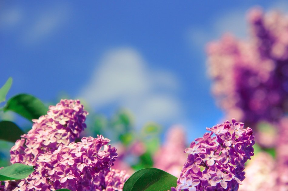 amazing lilac blossoms on a blurred background