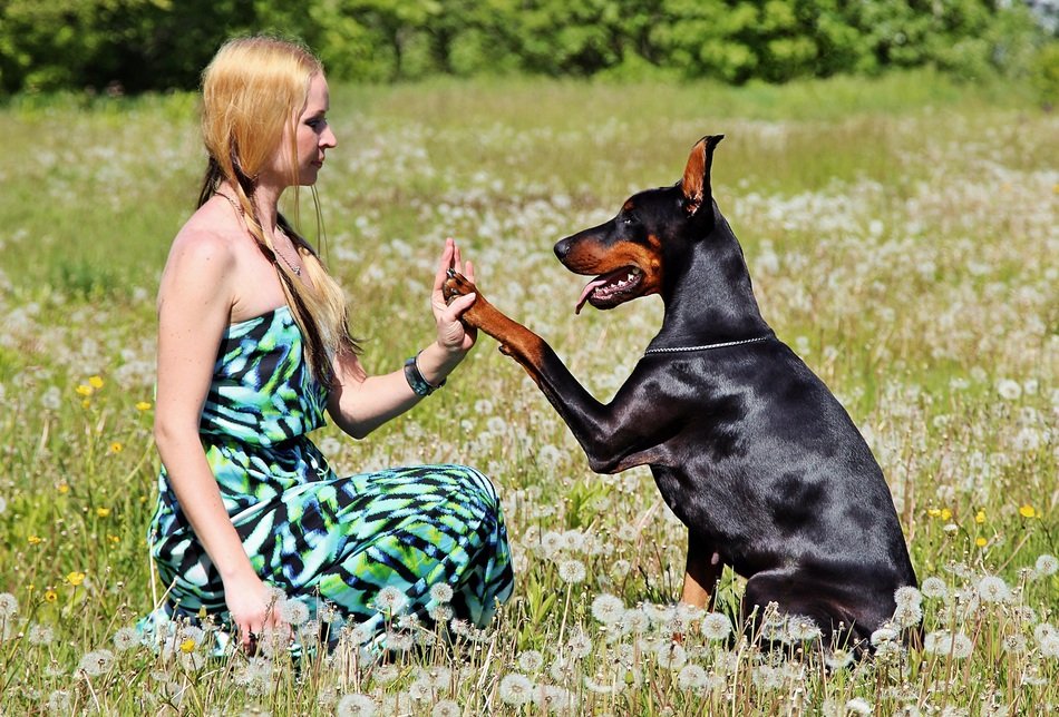 Doberman and Beauty girl