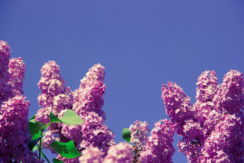 sweet-smelling lilac blossoms