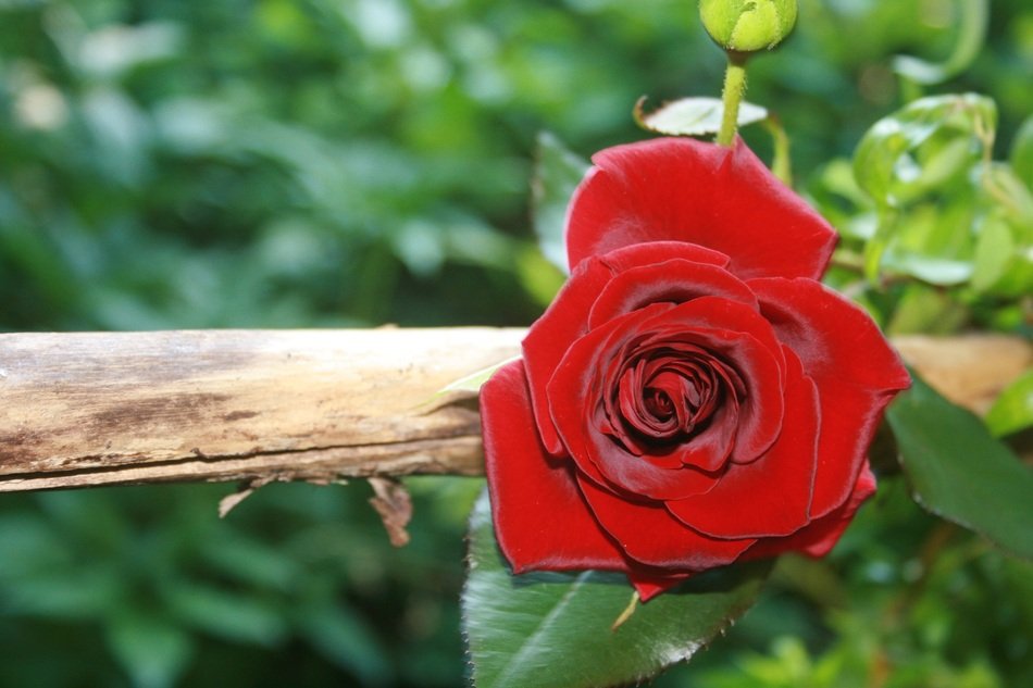 bloom of red rose by the fence