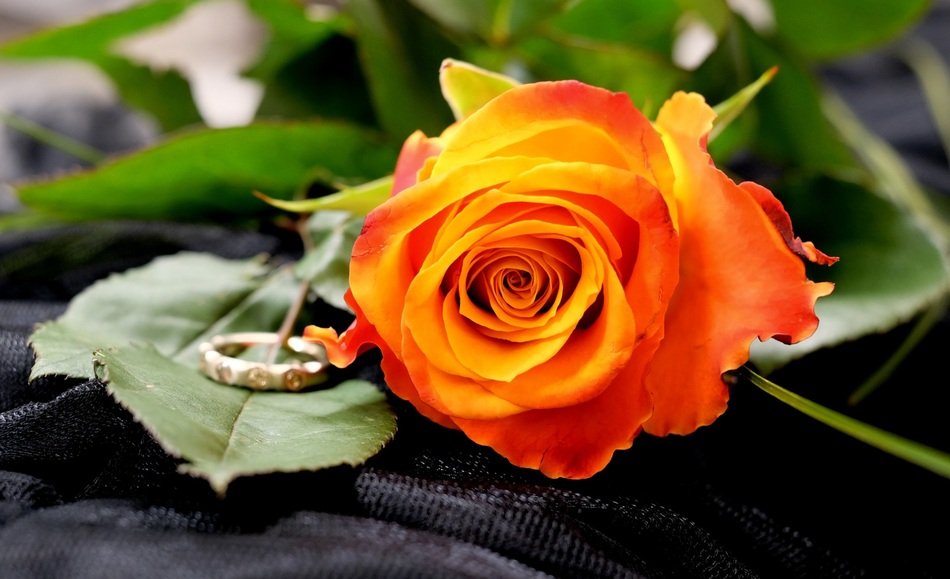 rose as beautiful and colorful gradient wedding decor with ring