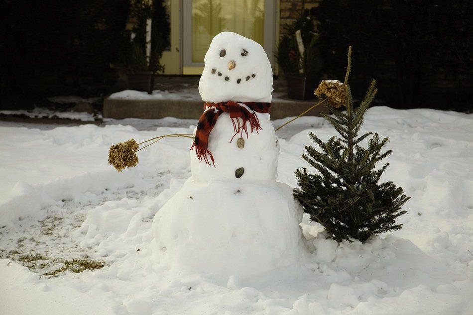 snowman near a small coniferous tree