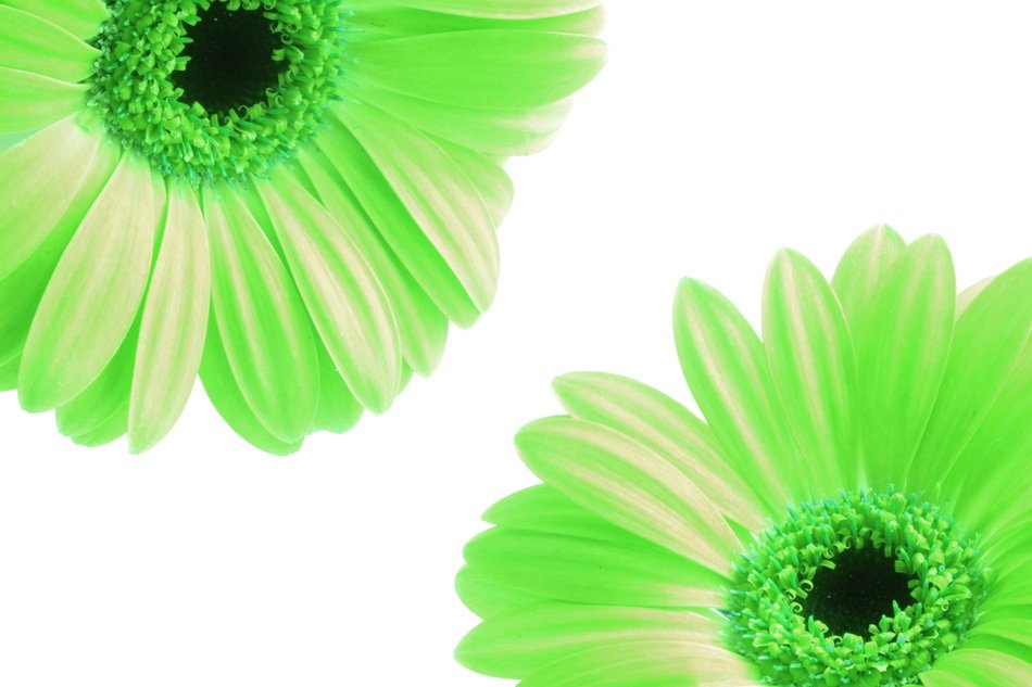 bright green flowers