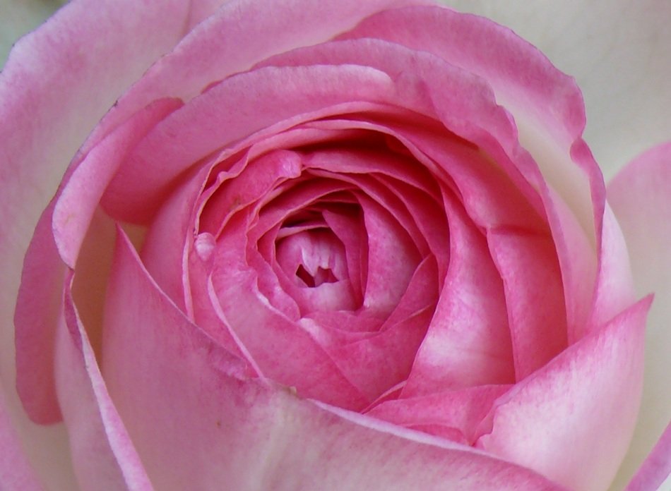 delicate pink rose bulb
