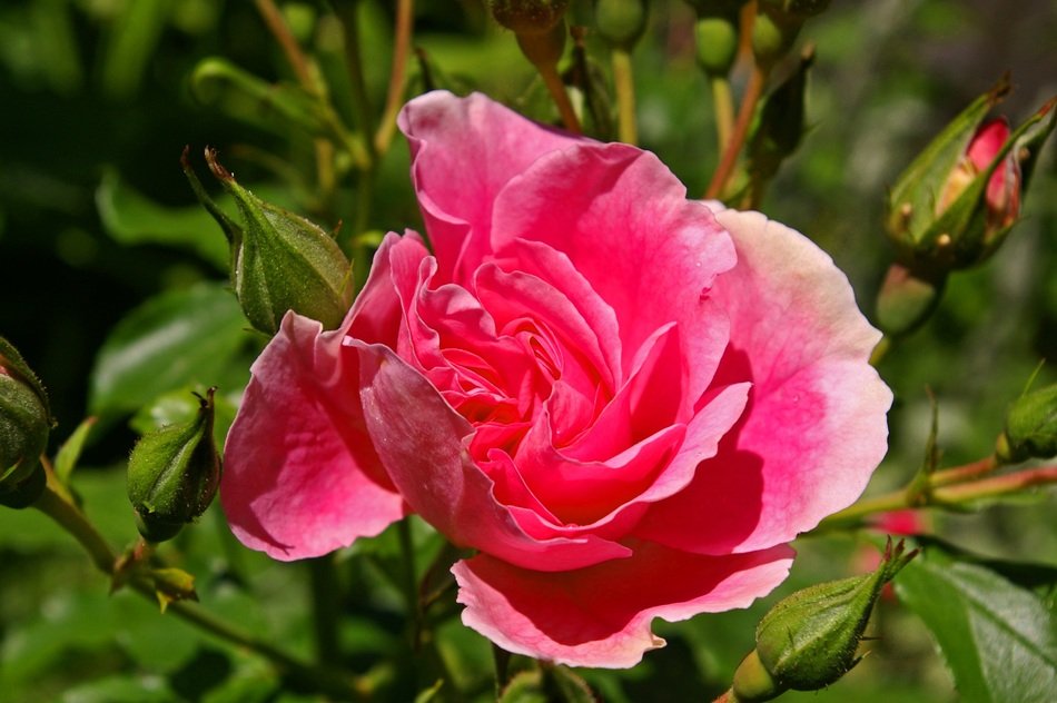 pink open rose in garden
