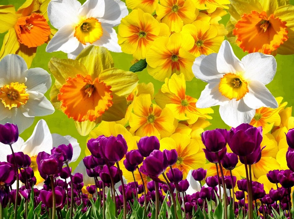 wallpaper with daffodils and tulips