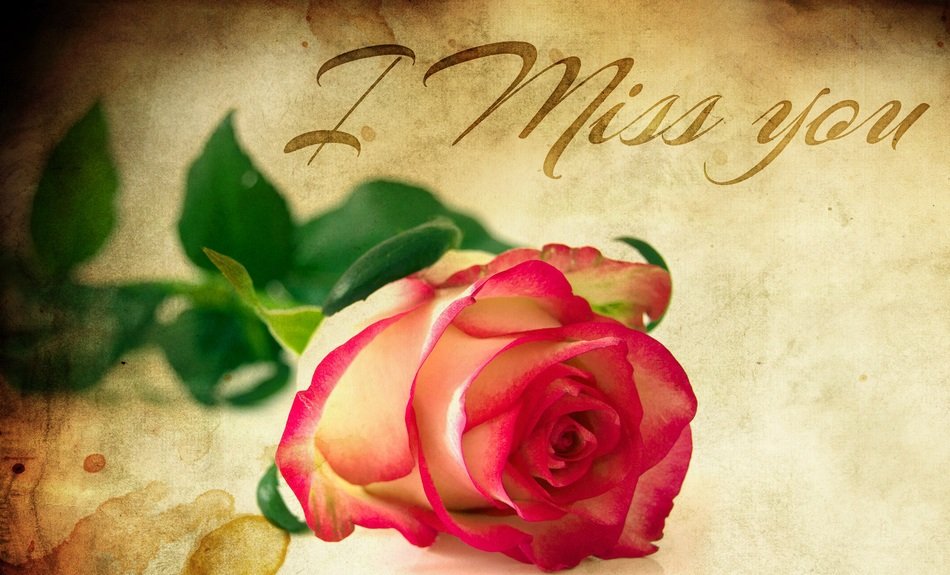 valentines with beautiful and colorful rose with green leaves