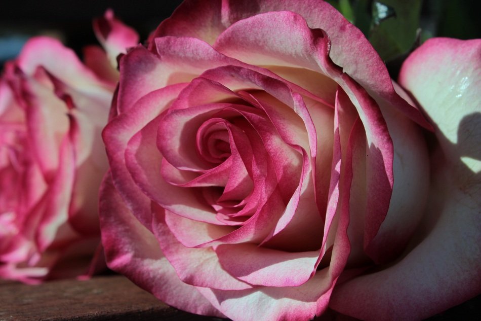 romantic pink and white roses