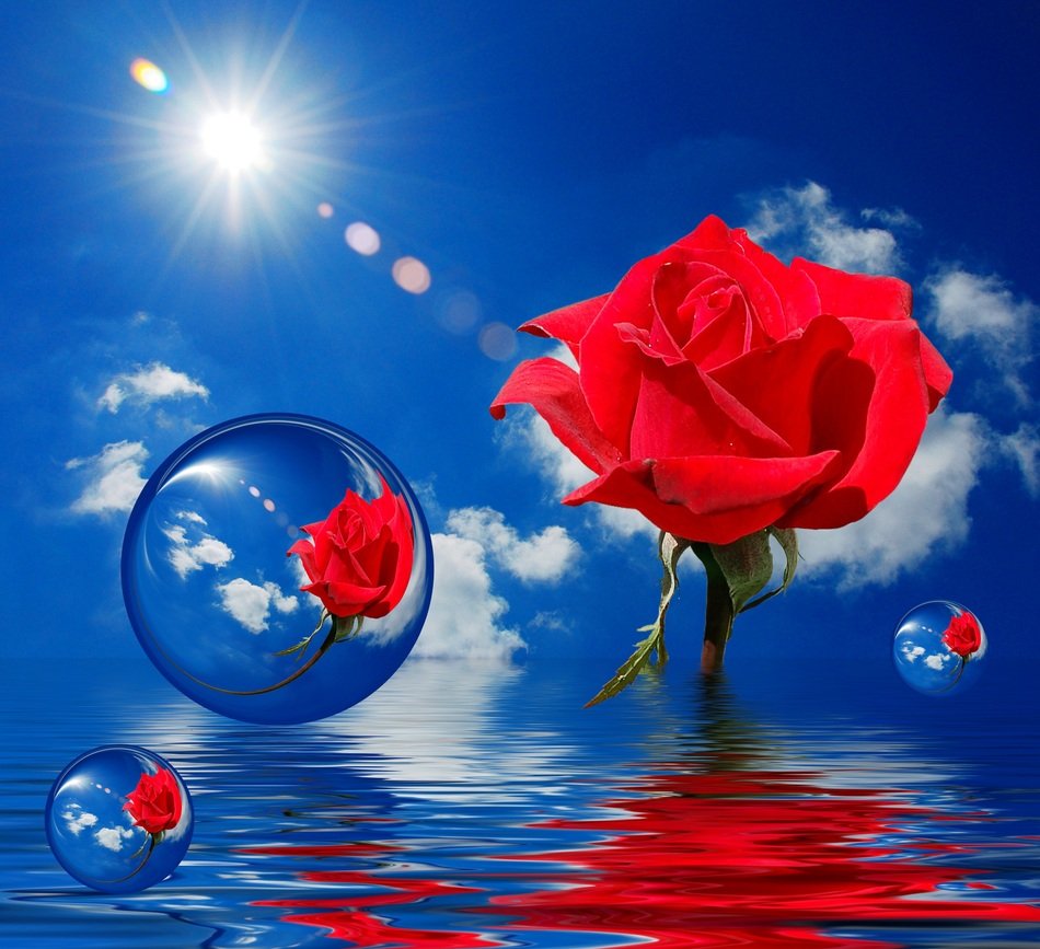 red roses in water bubbles