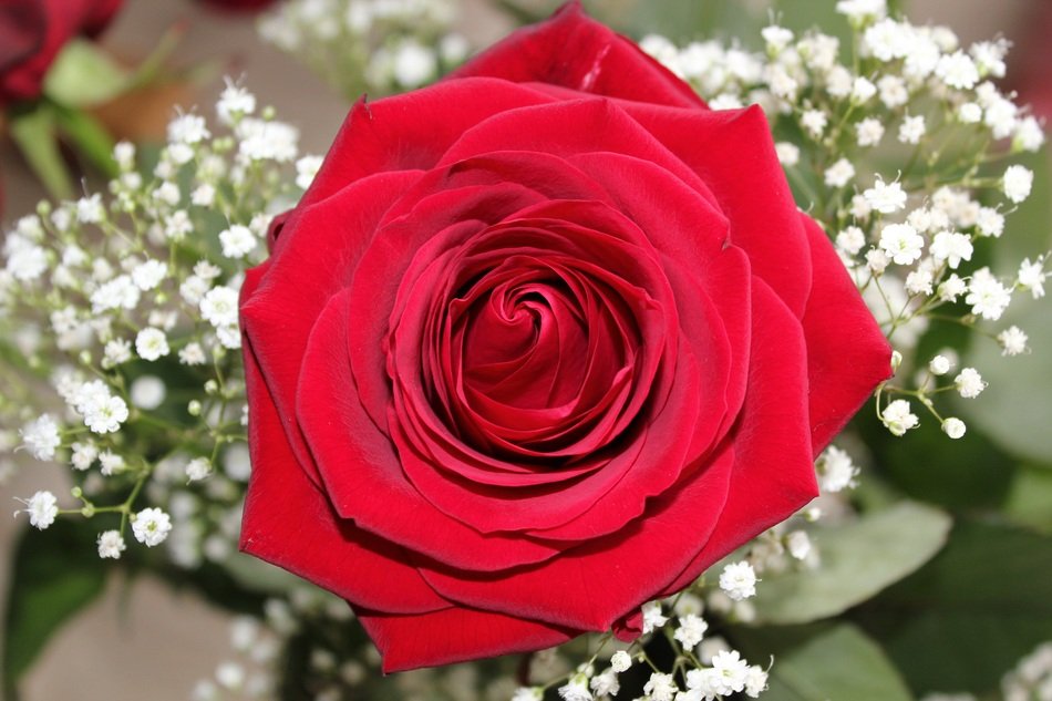Baccarat Love Rose