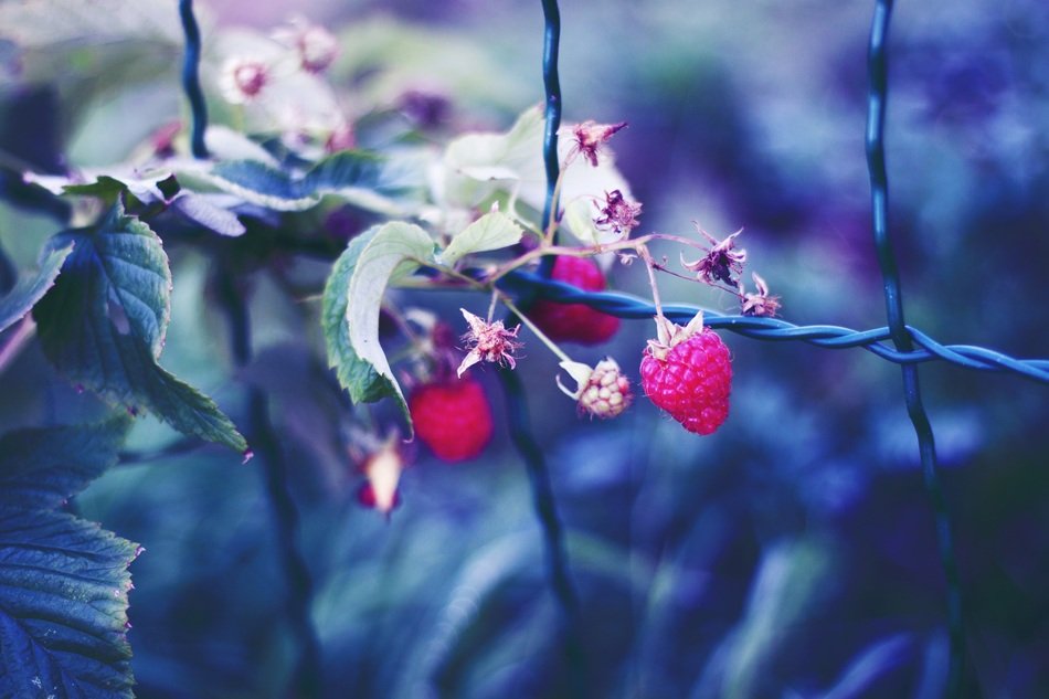Raspberries on the fence close-up