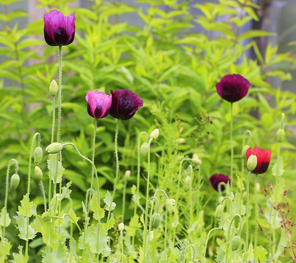 landscape of the Purple Poppies in a garden