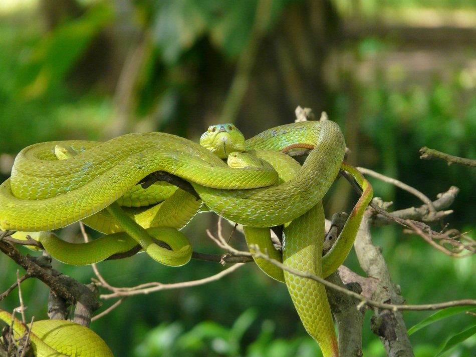 Asian green Snakes