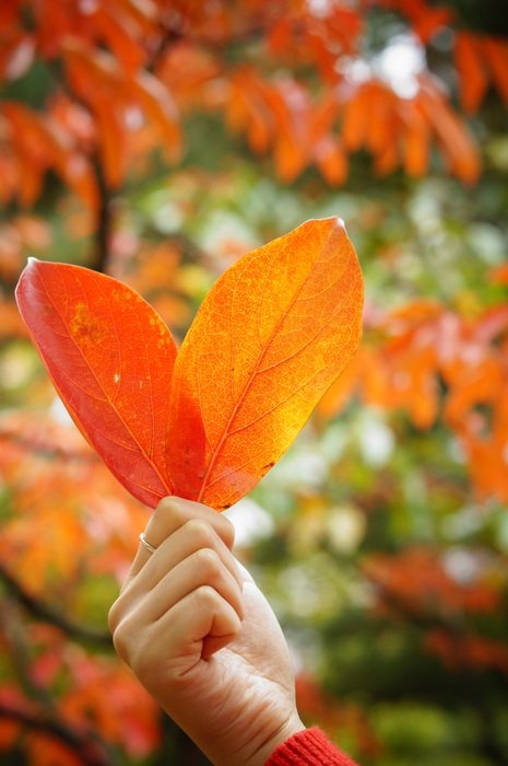 two red Autumn Leaves in womanâs hand