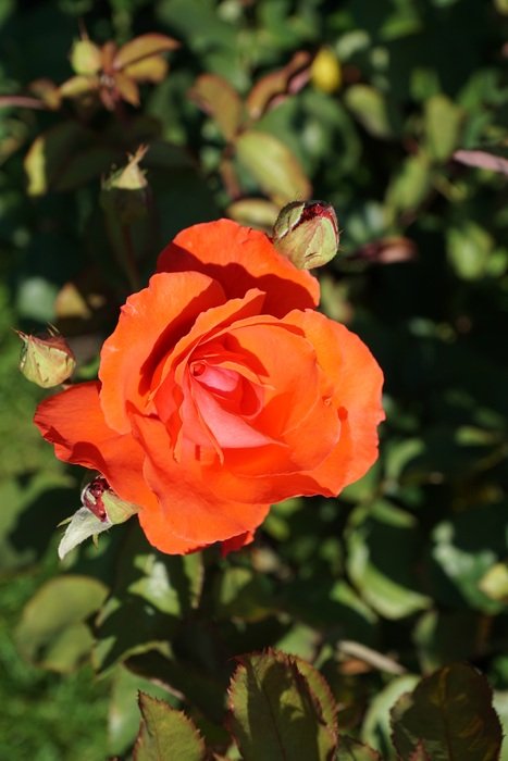 orange rose in the sunlight