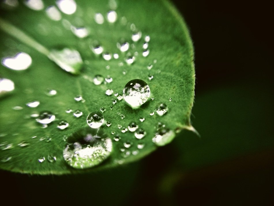 big and small drops of dew on a green leaf