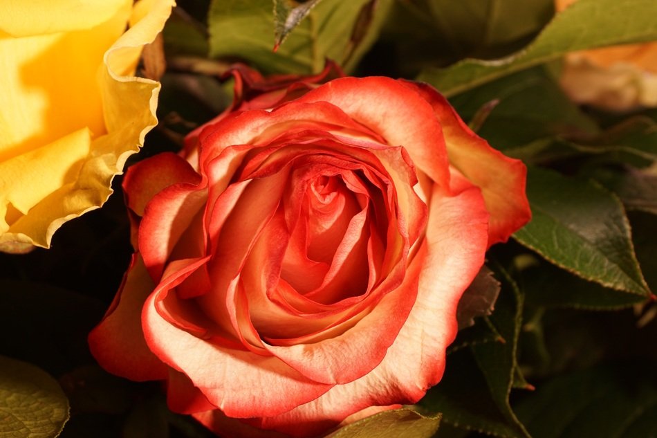 symbol of love