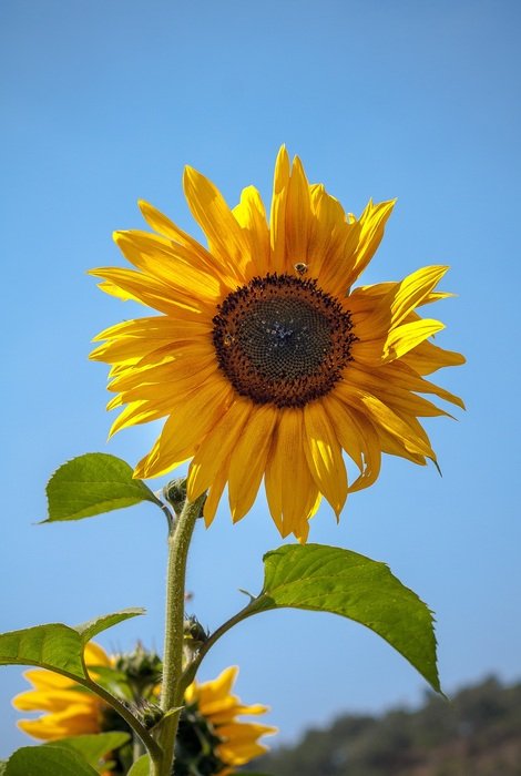 wallpaper with sunflower