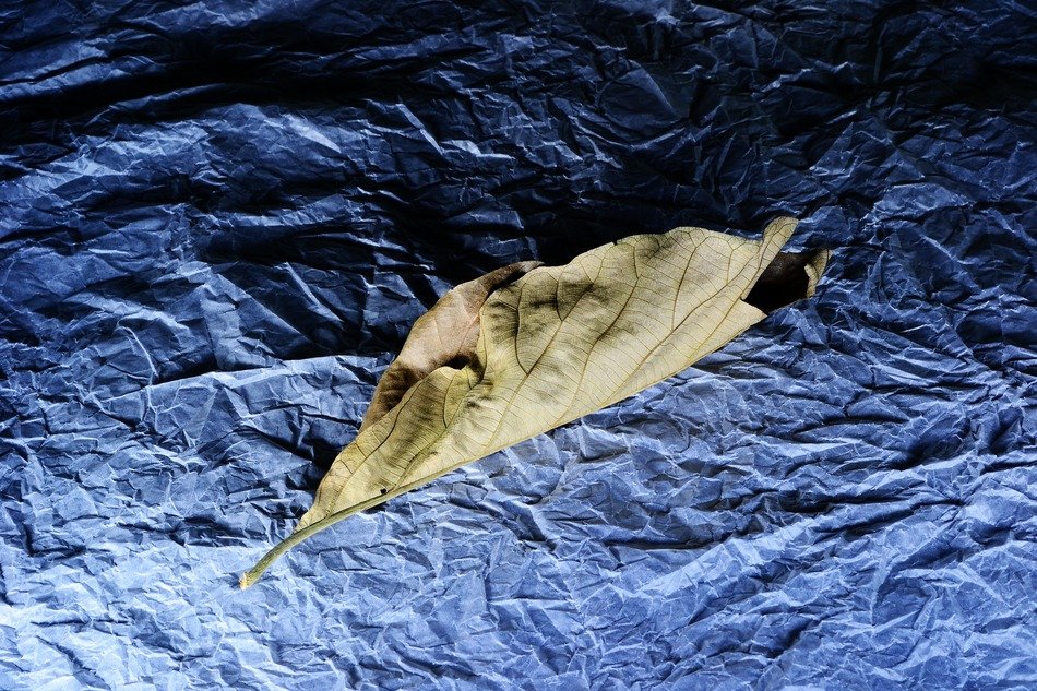 dried leafon the blue background