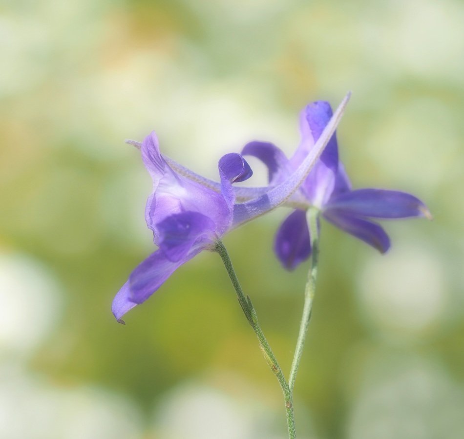 Arable Wild Plant