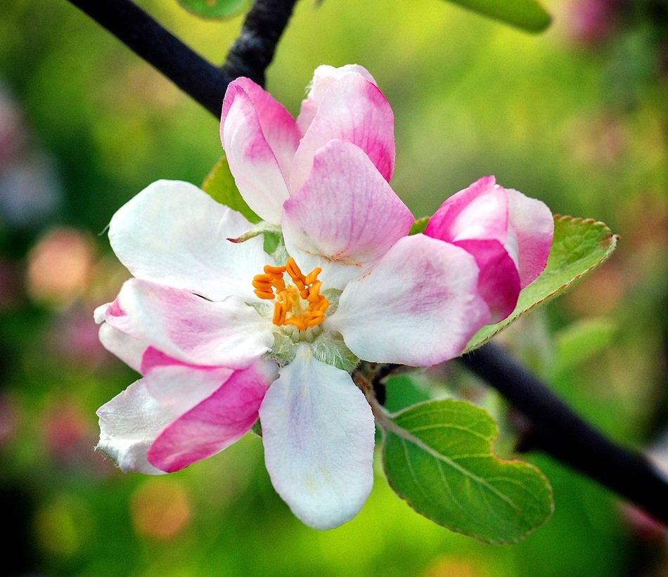 picture of the melastome flower