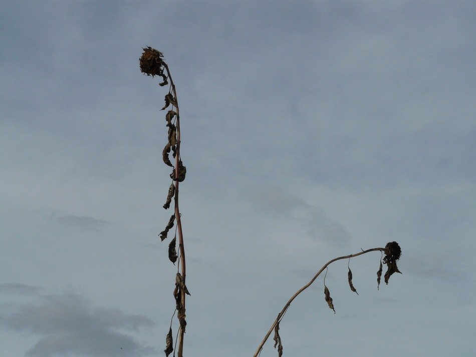 two dry Sunflowers at grey sky