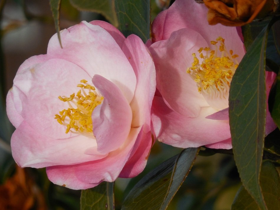 Camellia sinensis Bloom Seasonal Nature botany
