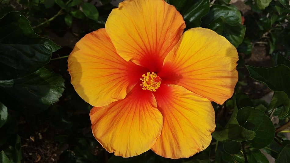 open orange hibiscus flower in the garden