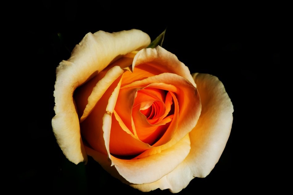 rose on black background