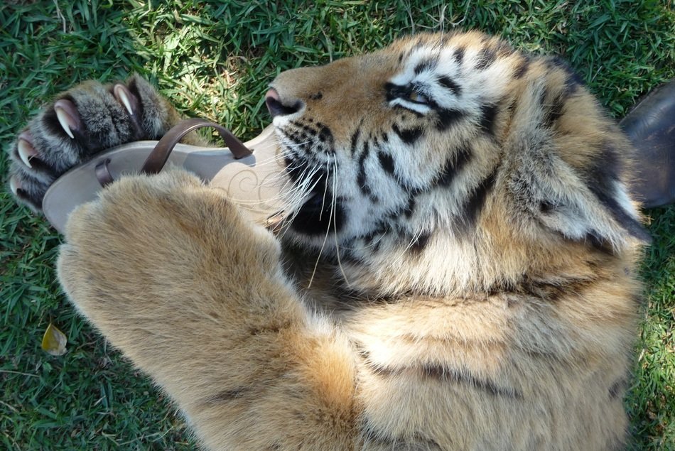 tiger eats sandals